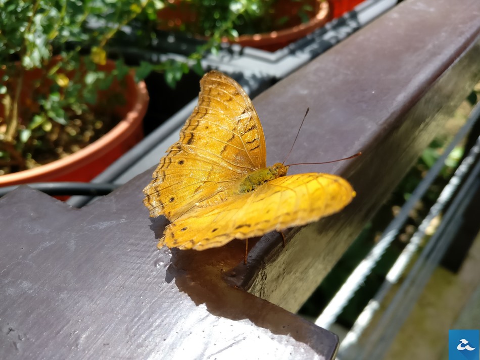 oneplus-3-photos-0005