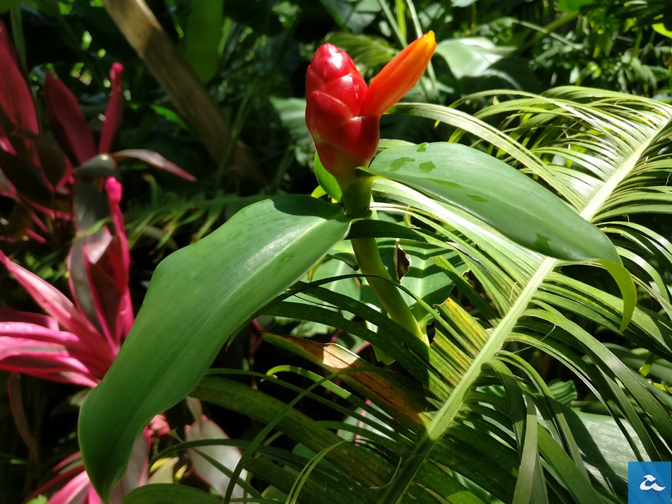 oneplus-3-photos-0006