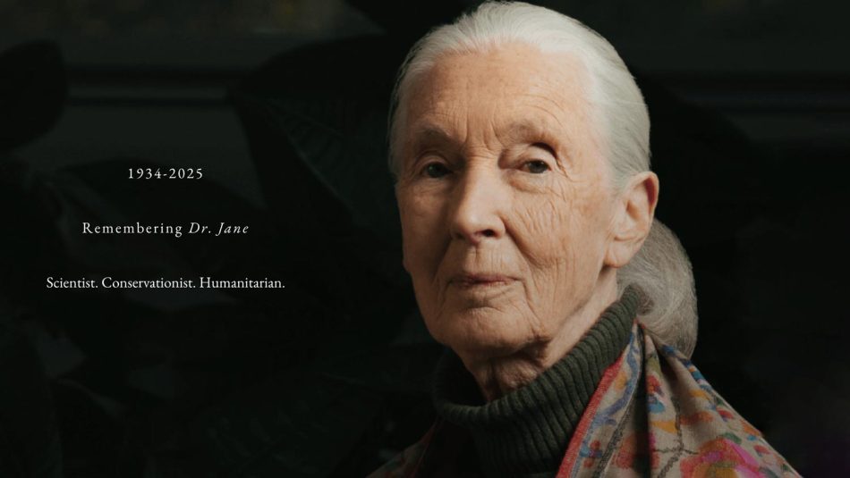 Ahli Primatologi Terkemuka Jane Goodall Meninggal Dunia 1 Dr Jane Goodall