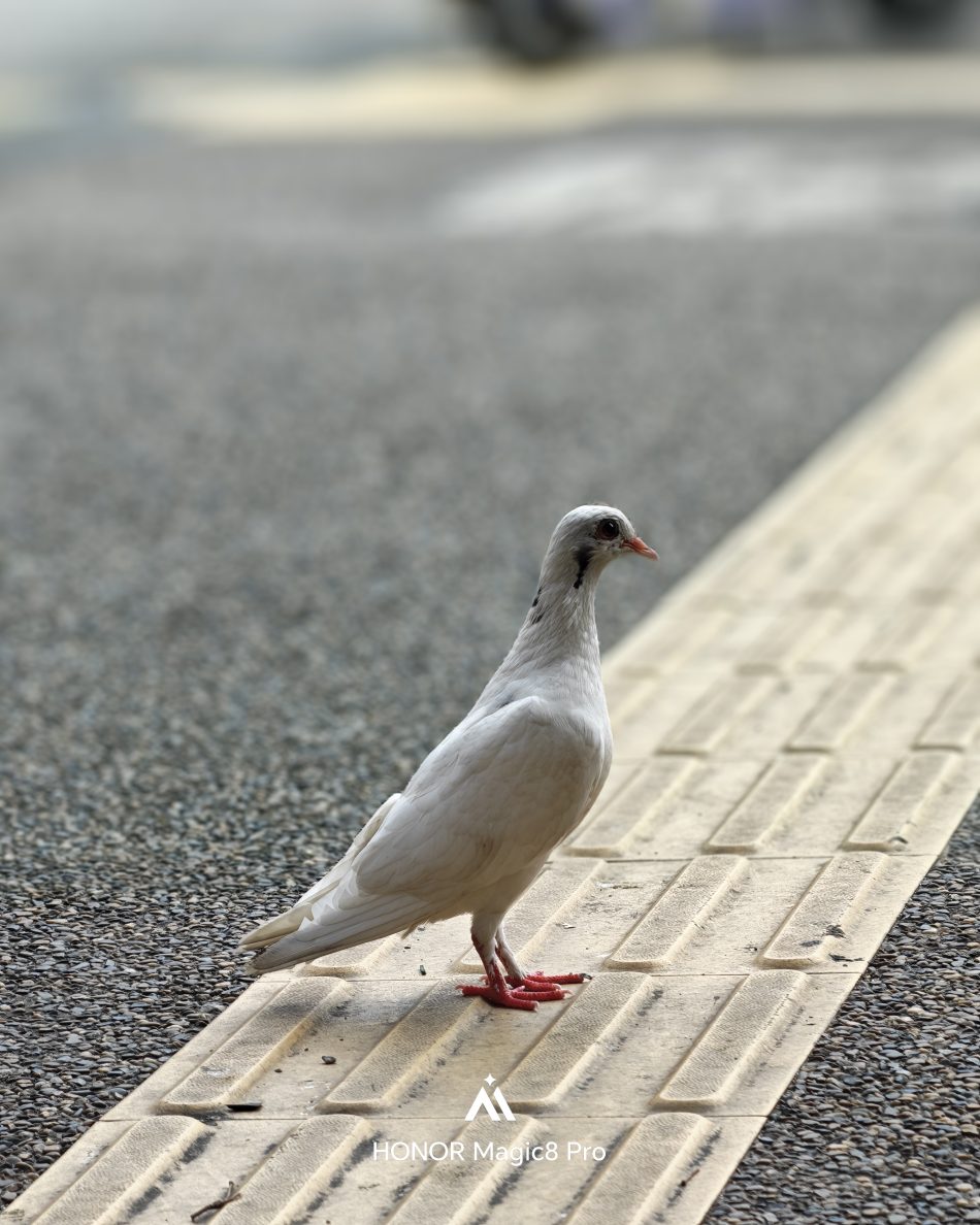 01 HONOR Magic8 Pro AMANZ 72